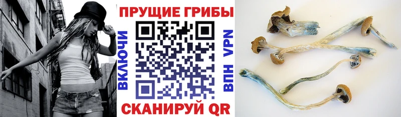Псилоцибиновые грибы прущие грибы  где найти   Нижнеудинск 